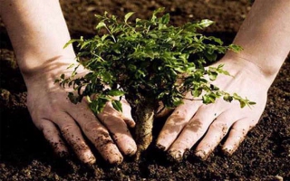 آداب کاشت درخت در روایات